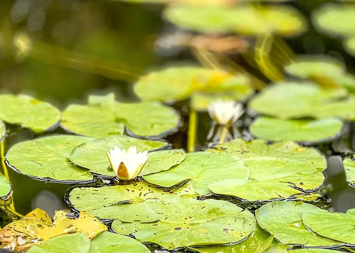 Business Altstadt Apartment