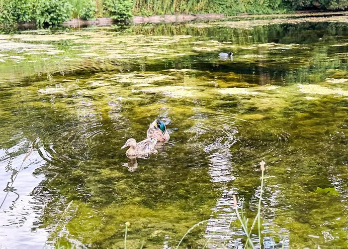 Apartment Business Altstadt *